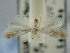 ( - BGE_ZSM_LEP_2019)  @11 [ ] by-nc-sa (2024) SNSB, Staatliche Naturwissenschaftliche Sammlungen Bayerns ZSM (SNSB, Zoologische Staatssammlung Muenchen)