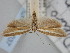  ( - BGE_ZSM_LEP_2037)  @11 [ ] by-nc-sa (2024) SNSB, Staatliche Naturwissenschaftliche Sammlungen Bayerns ZSM (SNSB, Zoologische Staatssammlung Muenchen)
