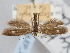  (Scythris apicalis - BGE_ZSM_LEP_2049)  @11 [ ] by-nc-sa (2024) SNSB, Staatliche Naturwissenschaftliche Sammlungen Bayerns ZSM (SNSB, Zoologische Staatssammlung Muenchen)