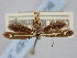  ( - BGE_ZSM_LEP_2056)  @11 [ ] by-nc-sa (2024) SNSB, Staatliche Naturwissenschaftliche Sammlungen Bayerns ZSM (SNSB, Zoologische Staatssammlung Muenchen)