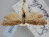  (Scythris boseanella - BGE_ZSM_LEP_2059)  @11 [ ] by-nc-sa (2024) SNSB, Staatliche Naturwissenschaftliche Sammlungen Bayerns ZSM (SNSB, Zoologische Staatssammlung Muenchen)