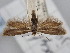  (Scythris jaeckhi - BGE_ZSM_LEP_2072)  @11 [ ] by-nc-sa (2024) SNSB, Staatliche Naturwissenschaftliche Sammlungen Bayerns ZSM (SNSB, Zoologische Staatssammlung Muenchen)