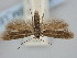  ( - BGE_ZSM_LEP_2073)  @11 [ ] by-nc-sa (2024) SNSB, Staatliche Naturwissenschaftliche Sammlungen Bayerns ZSM (SNSB, Zoologische Staatssammlung Muenchen)