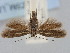  ( - BGE_ZSM_LEP_2074)  @11 [ ] by-nc-sa (2024) SNSB, Staatliche Naturwissenschaftliche Sammlungen Bayerns ZSM (SNSB, Zoologische Staatssammlung Muenchen)