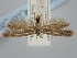  ( - BGE_ZSM_LEP_2097)  @11 [ ] by-nc-sa (2024) SNSB, Staatliche Naturwissenschaftliche Sammlungen Bayerns ZSM (SNSB, Zoologische Staatssammlung Muenchen)