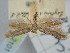  ( - BGE_ZSM_LEP_2101)  @11 [ ] by-nc-sa (2024) SNSB, Staatliche Naturwissenschaftliche Sammlungen Bayerns ZSM (SNSB, Zoologische Staatssammlung Muenchen)