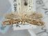  ( - BGE_ZSM_LEP_2209)  @11 [ ] by-nc-sa (2024) SNSB, Staatliche Naturwissenschaftliche Sammlungen Bayerns ZSM (SNSB, Zoologische Staatssammlung Muenchen)