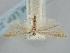  ( - BGE_ZSM_LEP_2222)  @11 [ ] by-nc-sa (2024) SNSB, Staatliche Naturwissenschaftliche Sammlungen Bayerns ZSM (SNSB, Zoologische Staatssammlung Muenchen)