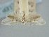  ( - BGE_ZSM_LEP_2229)  @11 [ ] by-nc-sa (2024) SNSB, Staatliche Naturwissenschaftliche Sammlungen Bayerns ZSM (SNSB, Zoologische Staatssammlung Muenchen)