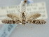  ( - BGE_ZSM_LEP_2235)  @11 [ ] by-nc-sa (2024) SNSB, Staatliche Naturwissenschaftliche Sammlungen Bayerns ZSM (SNSB, Zoologische Staatssammlung Muenchen)