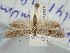 ( - BGE_ZSM_LEP_2247)  @11 [ ] by-nc-sa (2024) SNSB, Staatliche Naturwissenschaftliche Sammlungen Bayerns ZSM (SNSB, Zoologische Staatssammlung Muenchen)