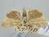  ( - BGE_ZSM_LEP_2253)  @11 [ ] by-nc-sa (2024) SNSB, Staatliche Naturwissenschaftliche Sammlungen Bayerns ZSM (SNSB, Zoologische Staatssammlung Muenchen)