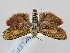  ( - BGE_ZSM_LEP_2257)  @11 [ ] by-nc-sa (2024) SNSB, Staatliche Naturwissenschaftliche Sammlungen Bayerns ZSM (SNSB, Zoologische Staatssammlung Muenchen)