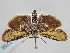  ( - BGE_ZSM_LEP_2258)  @11 [ ] by-nc-sa (2024) SNSB, Staatliche Naturwissenschaftliche Sammlungen Bayerns ZSM (SNSB, Zoologische Staatssammlung Muenchen)