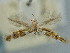  ( - BGE_ZSM_LEP_2305)  @11 [ ] by-nc-sa (2024) SNSB, Staatliche Naturwissenschaftliche Sammlungen Bayerns ZSM (SNSB, Zoologische Staatssammlung Muenchen)