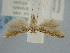  ( - BGE_ZSM_LEP_2308)  @11 [ ] by-nc-sa (2024) SNSB, Staatliche Naturwissenschaftliche Sammlungen Bayerns ZSM (SNSB, Zoologische Staatssammlung Muenchen)