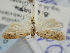  (Odites ternatella - BGE_ZSM_LEP_2321)  @11 [ ] by-nc-sa (2024) SNSB, Staatliche Naturwissenschaftliche Sammlungen Bayerns ZSM (SNSB, Zoologische Staatssammlung Muenchen)