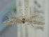  ( - BGE_ZSM_LEP_2345)  @11 [ ] by-nc-sa (2024) SNSB, Staatliche Naturwissenschaftliche Sammlungen Bayerns ZSM (SNSB, Zoologische Staatssammlung Muenchen)
