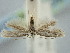  ( - BGE_ZSM_LEP_2356)  @11 [ ] by-nc-sa (2024) SNSB, Staatliche Naturwissenschaftliche Sammlungen Bayerns ZSM (SNSB, Zoologische Staatssammlung Muenchen)