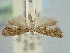  ( - BGE_ZSM_LEP_2385)  @11 [ ] by-nc-sa (2024) SNSB, Staatliche Naturwissenschaftliche Sammlungen Bayerns ZSM (SNSB, Zoologische Staatssammlung Muenchen)