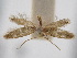 ( - BGE_ZSM_LEP_2456)  @11 [ ] by-nc-sa (2024) SNSB, Staatliche Naturwissenschaftliche Sammlungen Bayerns ZSM (SNSB, Zoologische Staatssammlung Muenchen)