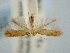  ( - BGE_ZSM_LEP_2470)  @11 [ ] by-nc-sa (2024) SNSB, Staatliche Naturwissenschaftliche Sammlungen Bayerns ZSM (SNSB, Zoologische Staatssammlung Muenchen)