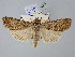  ( - BGE_ZSM_LEP_2481)  @11 [ ] by-nc-sa (2025) SNSB, Staatliche Naturwissenschaftliche Sammlungen Bayerns ZSM (SNSB, Zoologische Staatssammlung Muenchen)