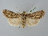  ( - BGE_ZSM_LEP_2482)  @11 [ ] by-nc-sa (2025) SNSB, Staatliche Naturwissenschaftliche Sammlungen Bayerns ZSM (SNSB, Zoologische Staatssammlung Muenchen)