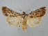  ( - BGE_ZSM_LEP_2483)  @11 [ ] by-nc-sa (2025) SNSB, Staatliche Naturwissenschaftliche Sammlungen Bayerns ZSM (SNSB, Zoologische Staatssammlung Muenchen)