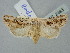  ( - BGE_ZSM_LEP_2493)  @11 [ ] by-nc-sa (2025) SNSB, Staatliche Naturwissenschaftliche Sammlungen Bayerns ZSM (SNSB, Zoologische Staatssammlung Muenchen)