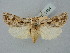  ( - BGE_ZSM_LEP_2494)  @11 [ ] by-nc-sa (2025) SNSB, Staatliche Naturwissenschaftliche Sammlungen Bayerns ZSM (SNSB, Zoologische Staatssammlung Muenchen)