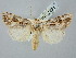  ( - BGE_ZSM_LEP_2495)  @11 [ ] by-nc-sa (2025) SNSB, Staatliche Naturwissenschaftliche Sammlungen Bayerns ZSM (SNSB, Zoologische Staatssammlung Muenchen)