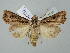  ( - BGE_ZSM_LEP_2514)  @11 [ ] by-nc-sa (2025) SNSB, Staatliche Naturwissenschaftliche Sammlungen Bayerns ZSM (SNSB, Zoologische Staatssammlung Muenchen)