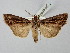  ( - BGE_ZSM_LEP_2515)  @11 [ ] by-nc-sa (2025) SNSB, Staatliche Naturwissenschaftliche Sammlungen Bayerns ZSM (SNSB, Zoologische Staatssammlung Muenchen)