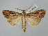  ( - BGE_ZSM_LEP_2516)  @11 [ ] by-nc-sa (2025) SNSB, Staatliche Naturwissenschaftliche Sammlungen Bayerns ZSM (SNSB, Zoologische Staatssammlung Muenchen)
