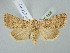  ( - BGE_ZSM_LEP_2539)  @11 [ ] by-nc-sa (2025) SNSB, Staatliche Naturwissenschaftliche Sammlungen Bayerns ZSM (SNSB, Zoologische Staatssammlung Muenchen)
