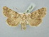  ( - BGE_ZSM_LEP_2540)  @11 [ ] by-nc-sa (2025) SNSB, Staatliche Naturwissenschaftliche Sammlungen Bayerns ZSM (SNSB, Zoologische Staatssammlung Muenchen)