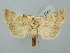  ( - BGE_ZSM_LEP_2541)  @11 [ ] by-nc-sa (2025) SNSB, Staatliche Naturwissenschaftliche Sammlungen Bayerns ZSM (SNSB, Zoologische Staatssammlung Muenchen)