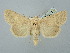  ( - BGE_ZSM_LEP_2542)  @11 [ ] by-nc-sa (2025) SNSB, Staatliche Naturwissenschaftliche Sammlungen Bayerns ZSM (SNSB, Zoologische Staatssammlung Muenchen)