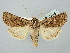  ( - BGE_ZSM_LEP_2548)  @11 [ ] by-nc-sa (2025) SNSB, Staatliche Naturwissenschaftliche Sammlungen Bayerns ZSM (SNSB, Zoologische Staatssammlung Muenchen)