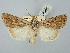  ( - BGE_ZSM_LEP_2549)  @11 [ ] by-nc-sa (2025) SNSB, Staatliche Naturwissenschaftliche Sammlungen Bayerns ZSM (SNSB, Zoologische Staatssammlung Muenchen)