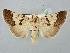  ( - BGE_ZSM_LEP_2551)  @11 [ ] by-nc-sa (2025) SNSB, Staatliche Naturwissenschaftliche Sammlungen Bayerns ZSM (SNSB, Zoologische Staatssammlung Muenchen)