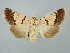  ( - BGE_ZSM_LEP_2552)  @11 [ ] by-nc-sa (2025) SNSB, Staatliche Naturwissenschaftliche Sammlungen Bayerns ZSM (SNSB, Zoologische Staatssammlung Muenchen)