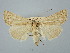  ( - BGE_ZSM_LEP_2560)  @11 [ ] by-nc-sa (2025) SNSB, Staatliche Naturwissenschaftliche Sammlungen Bayerns ZSM (SNSB, Zoologische Staatssammlung Muenchen)