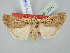  ( - BGE_ZSM_LEP_2562)  @11 [ ] by-nc-sa (2025) SNSB, Staatliche Naturwissenschaftliche Sammlungen Bayerns ZSM (SNSB, Zoologische Staatssammlung Muenchen)