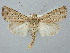  ( - BGE_ZSM_LEP_2563)  @11 [ ] by-nc-sa (2025) SNSB, Staatliche Naturwissenschaftliche Sammlungen Bayerns ZSM (SNSB, Zoologische Staatssammlung Muenchen)