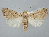  ( - BGE_ZSM_LEP_2564)  @11 [ ] by-nc-sa (2025) SNSB, Staatliche Naturwissenschaftliche Sammlungen Bayerns ZSM (SNSB, Zoologische Staatssammlung Muenchen)