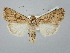  ( - BGE_ZSM_LEP_2565)  @11 [ ] by-nc-sa (2025) SNSB, Staatliche Naturwissenschaftliche Sammlungen Bayerns ZSM (SNSB, Zoologische Staatssammlung Muenchen)