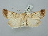  ( - BGE_ZSM_LEP_2567)  @11 [ ] by-nc-sa (2025) SNSB, Staatliche Naturwissenschaftliche Sammlungen Bayerns ZSM (SNSB, Zoologische Staatssammlung Muenchen)