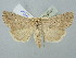  ( - BGE_ZSM_LEP_2568)  @11 [ ] by-nc-sa (2025) SNSB, Staatliche Naturwissenschaftliche Sammlungen Bayerns ZSM (SNSB, Zoologische Staatssammlung Muenchen)